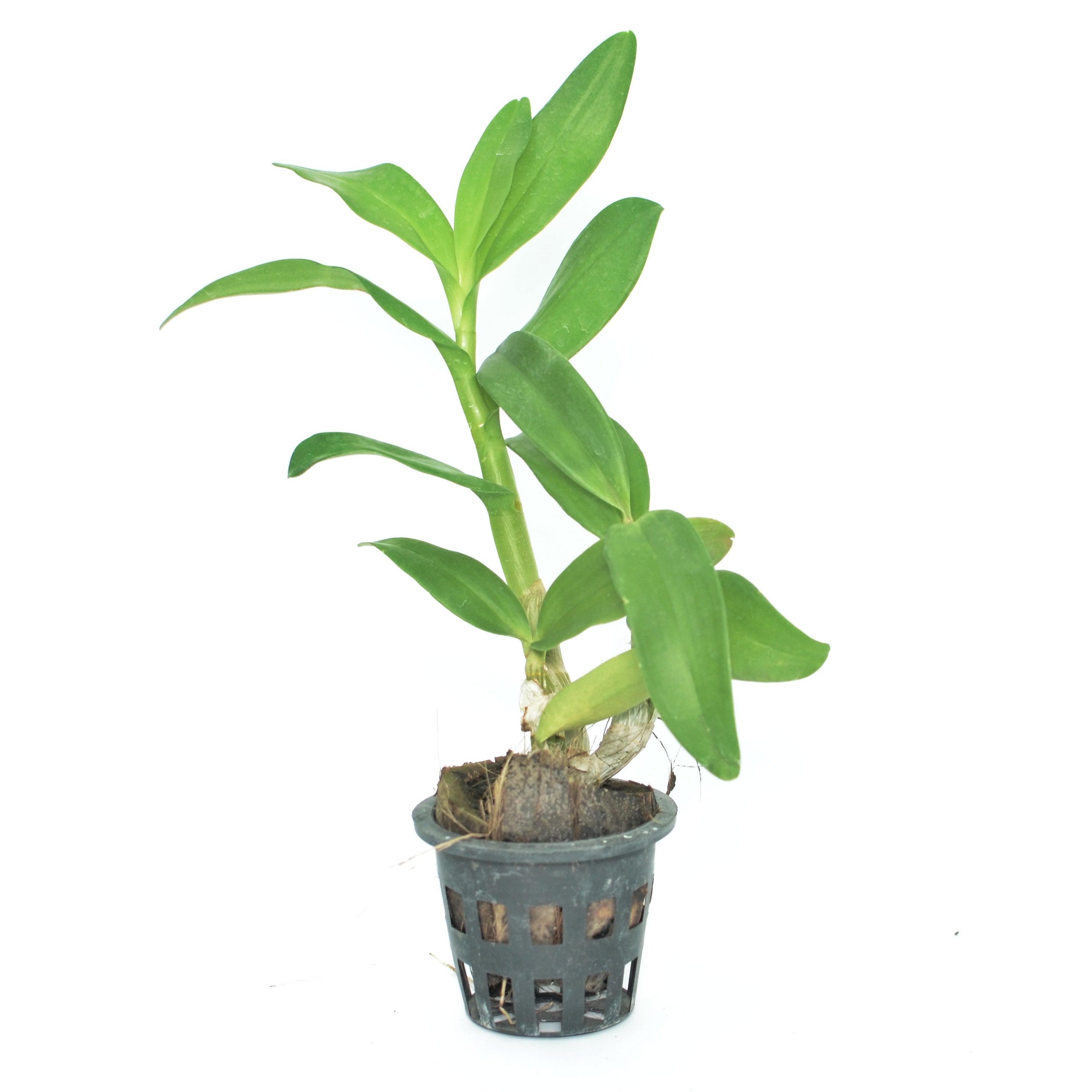 Dendrobium King of Gold orchid flower - Majestic and regal gold blooms that exude opulence and grandeur