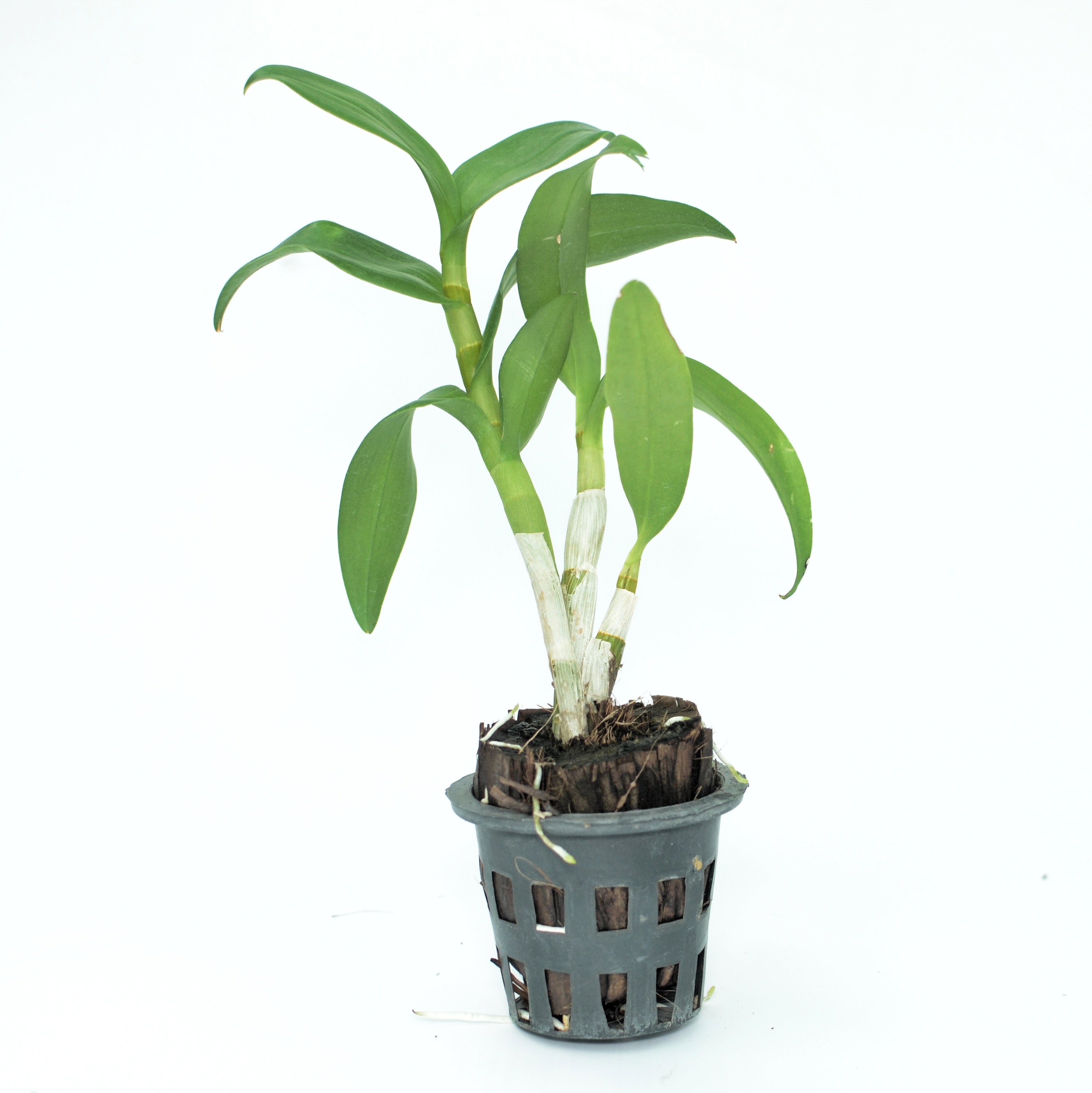 Dendrobium Thongchai Gold x Udom Yellow live orchid plant - A captivating fusion of gold and yellow, blooming with vibrant beauty