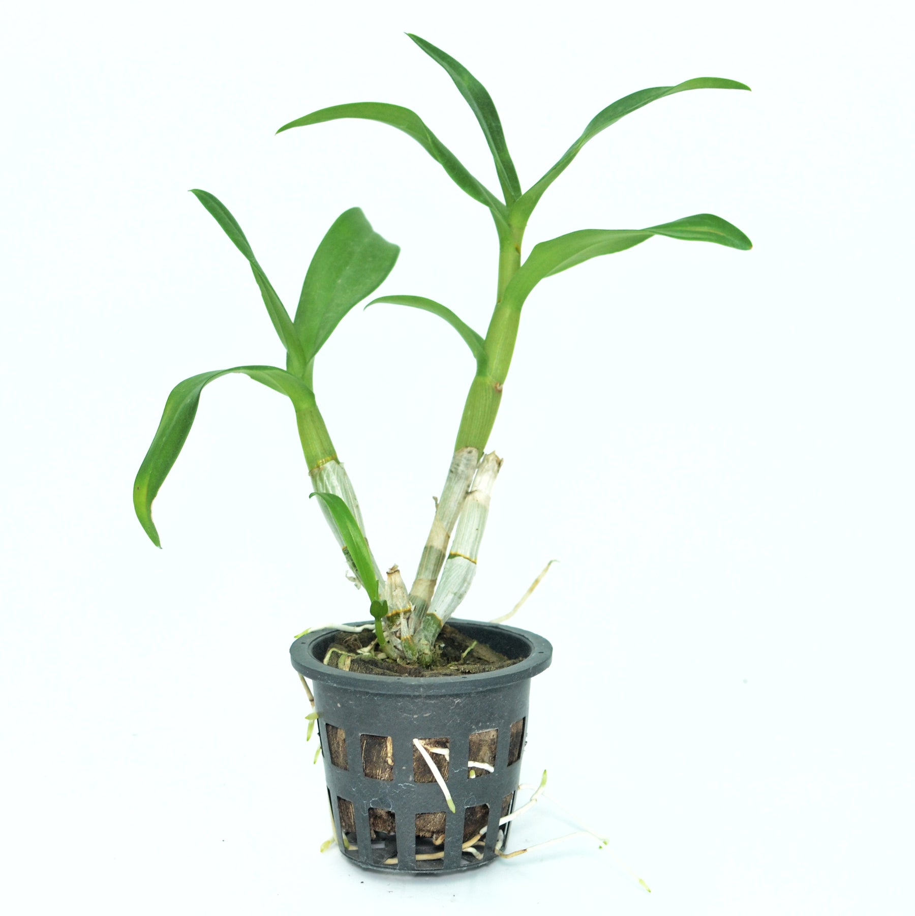 Dendrobium Emma White Orchid Live Plant - Elegant White Blooms to Enhance Your Indoor Garden