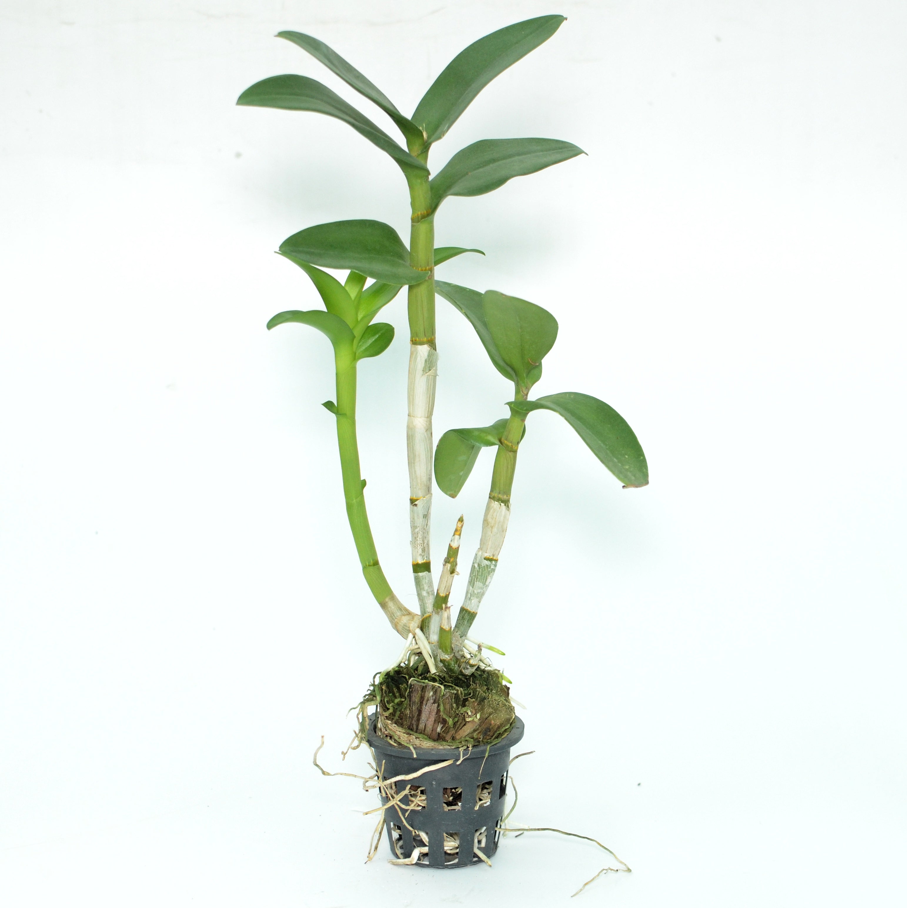 Dendrobium Areedang Blue live orchid plant - A captivating and elegant addition to your indoor garden, blooming with mesmerizing blue flowers