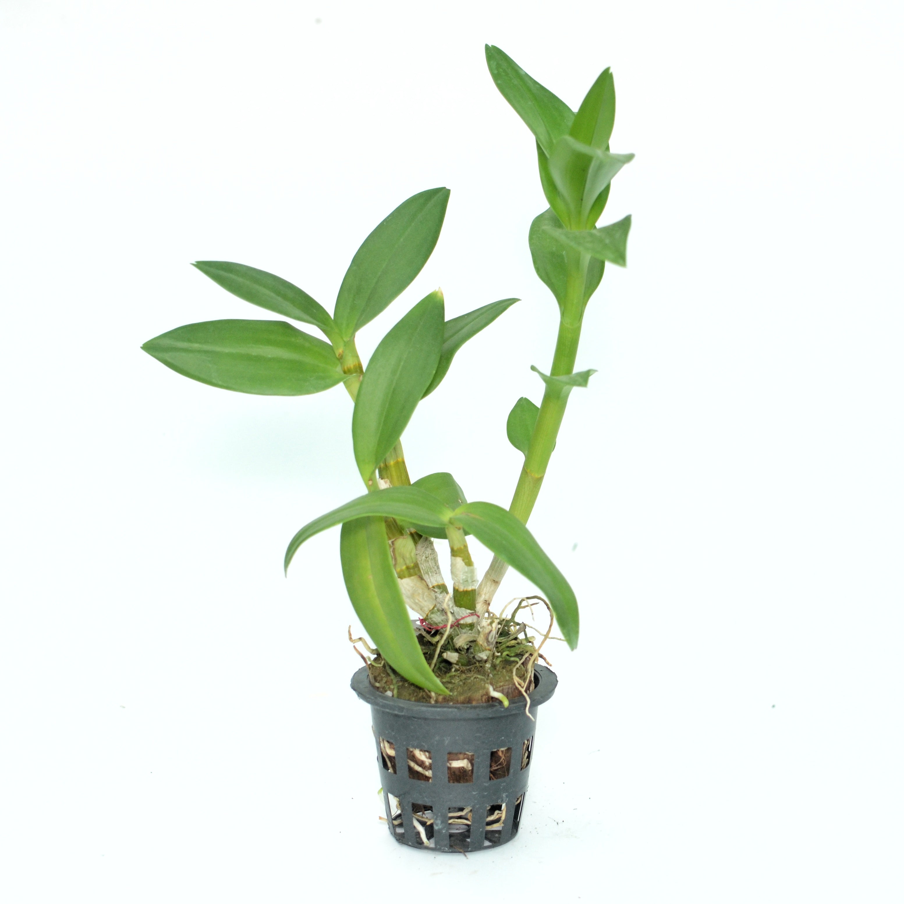 Dendrobium Burana Pink Stripe Orchid Live Plant - Strikingly Beautiful Pink-Striped Blooms for Your Indoor Garden