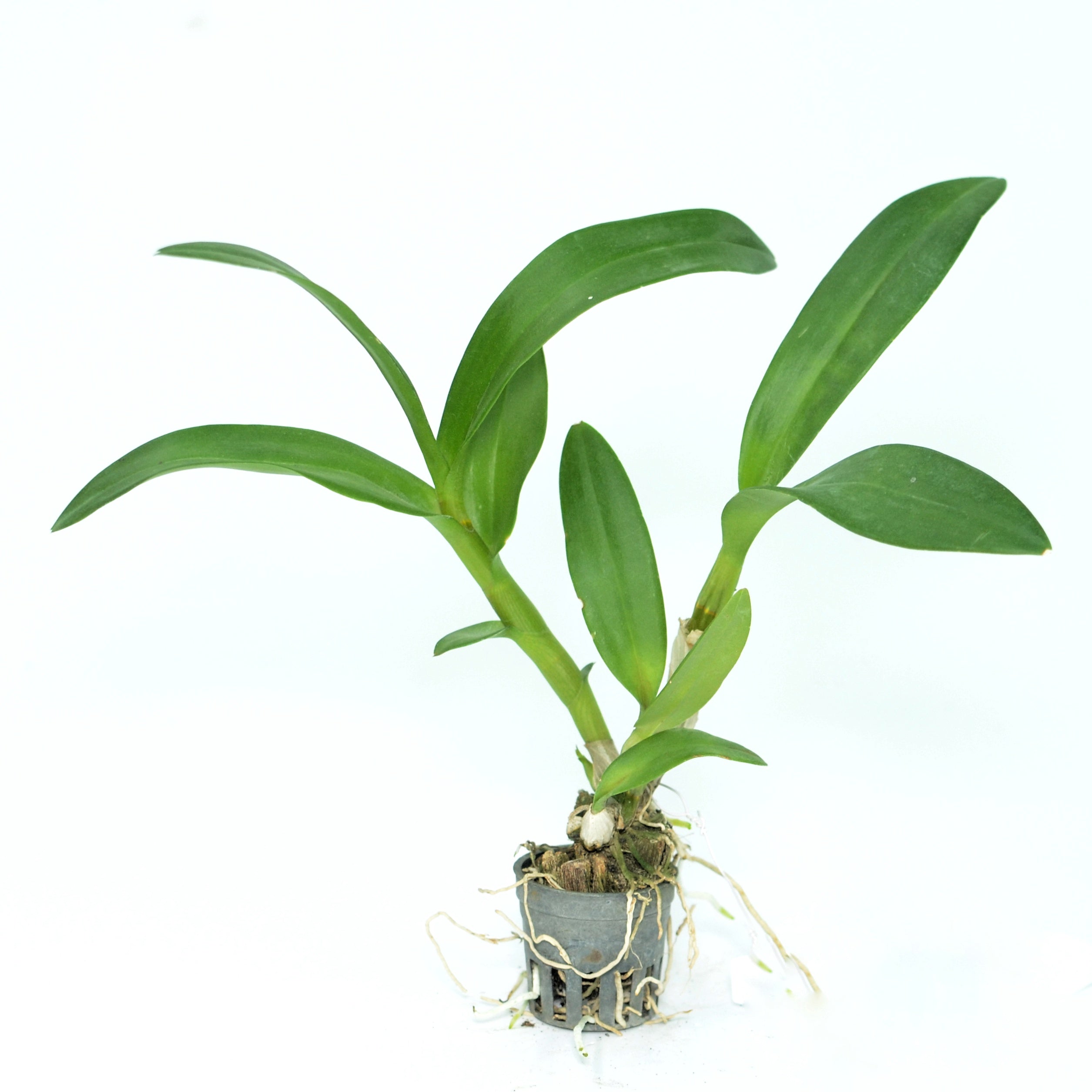 Dendrobium Candy Stripe x Jacky Orchid Live Plant - Thriving Orchid with Playful Petal Patterns and Striking Colors