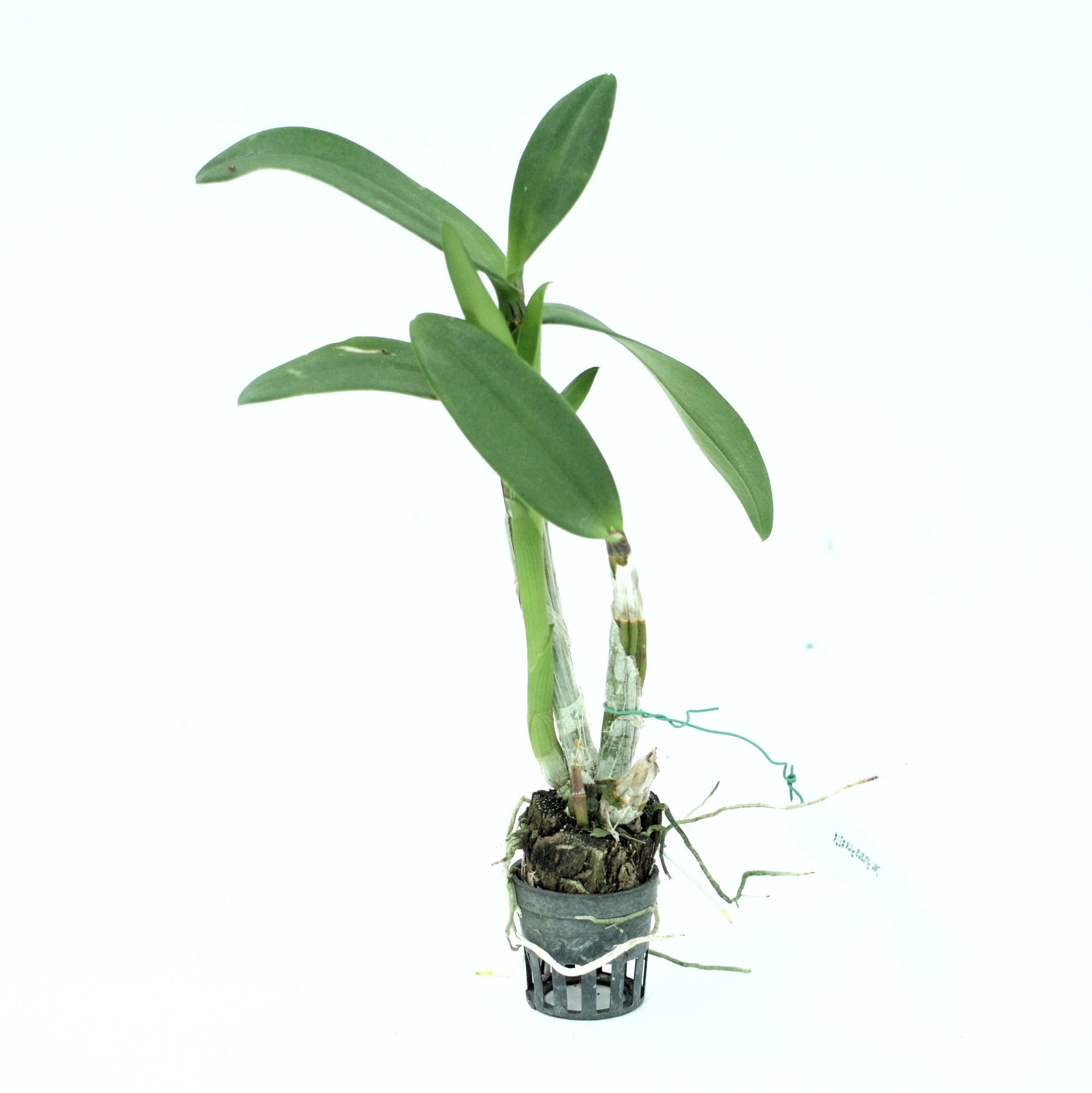 Dendrobium Burana Pink Orchid Live Plant - Thriving Orchid with Beautiful Pink Blooms