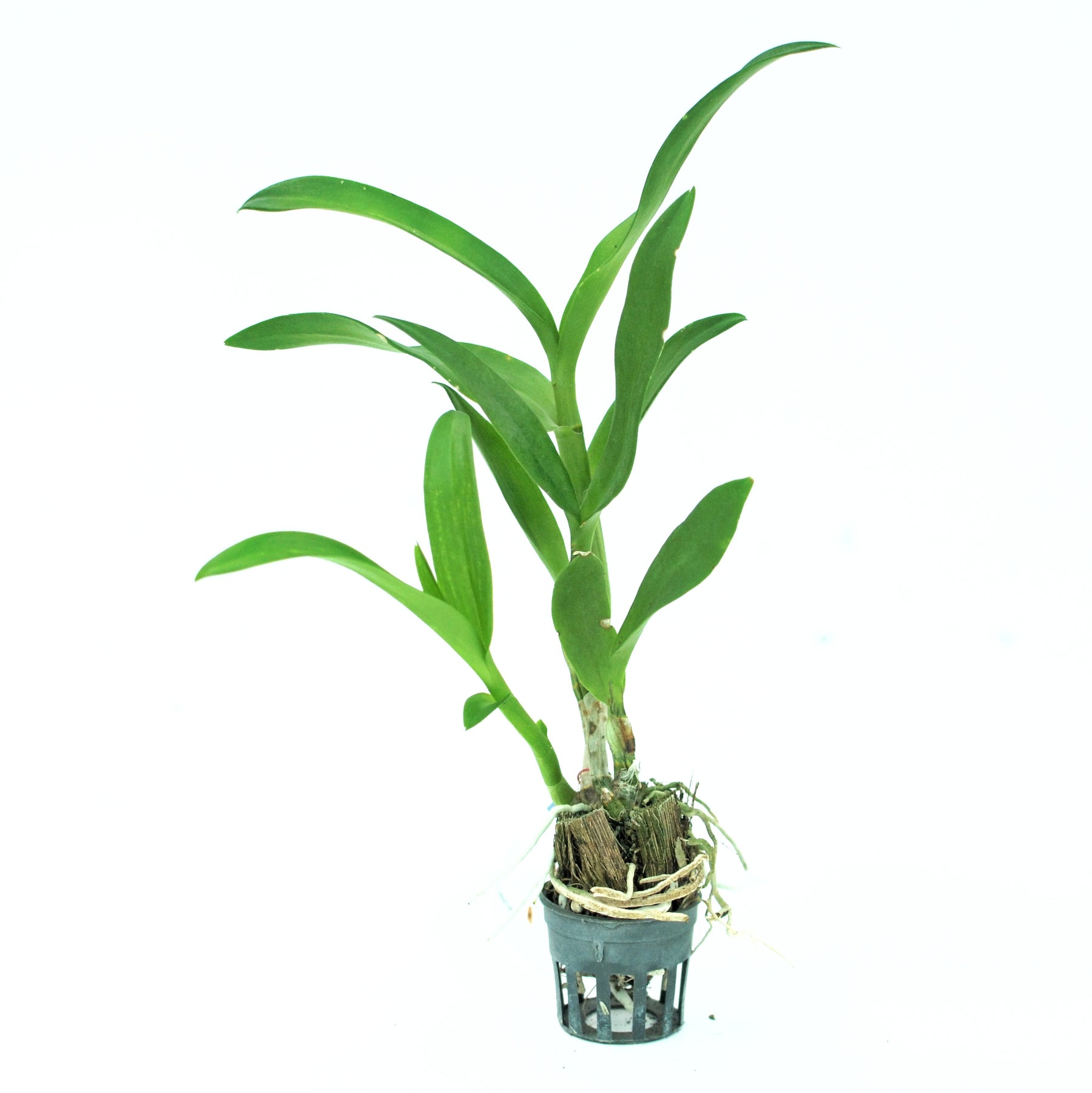 Dendrobium Ceasar Pink Orchid Live Plant - Thriving Orchid with Majestic Pink Blooms