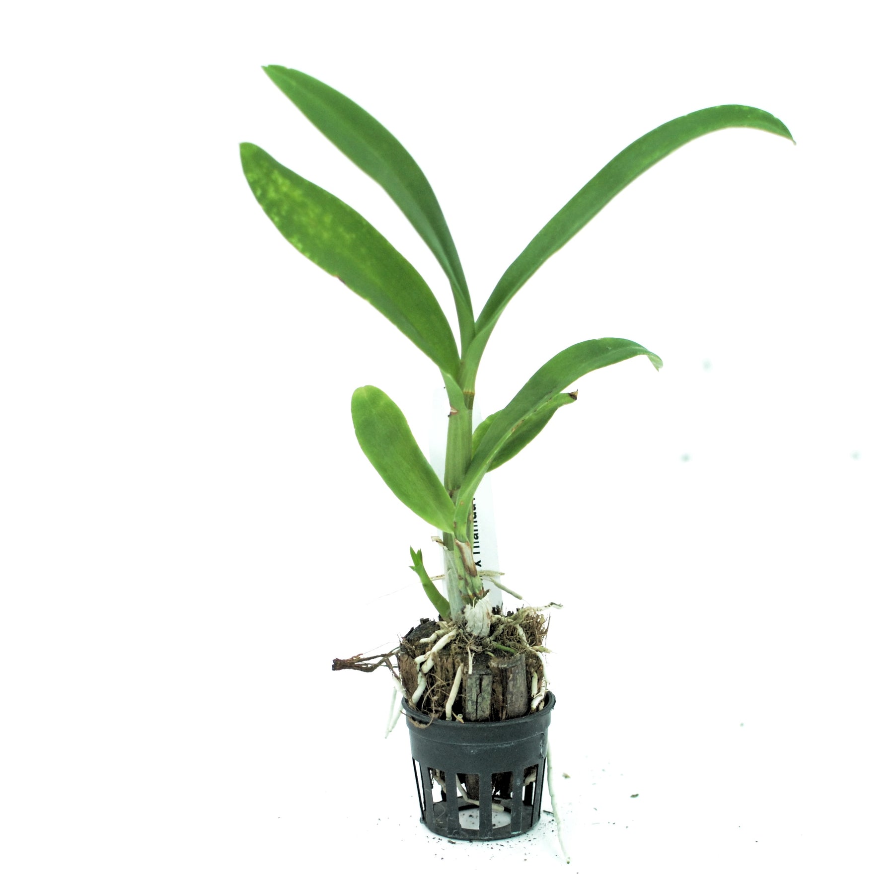 Dendrobium Lucian Pink x Thanida Pink live orchid plant - Delicate and enchanting pink blossoms to grace your surroundings