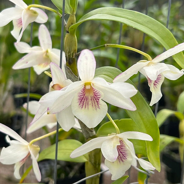 Enhance your orchid collection with the enchanting Dendrobium Jairak Candy orchid. This exquisite hybrid features delicate, candy-colored blossoms in shades of pink and white, creating a visual masterpiece that will brighten any space.