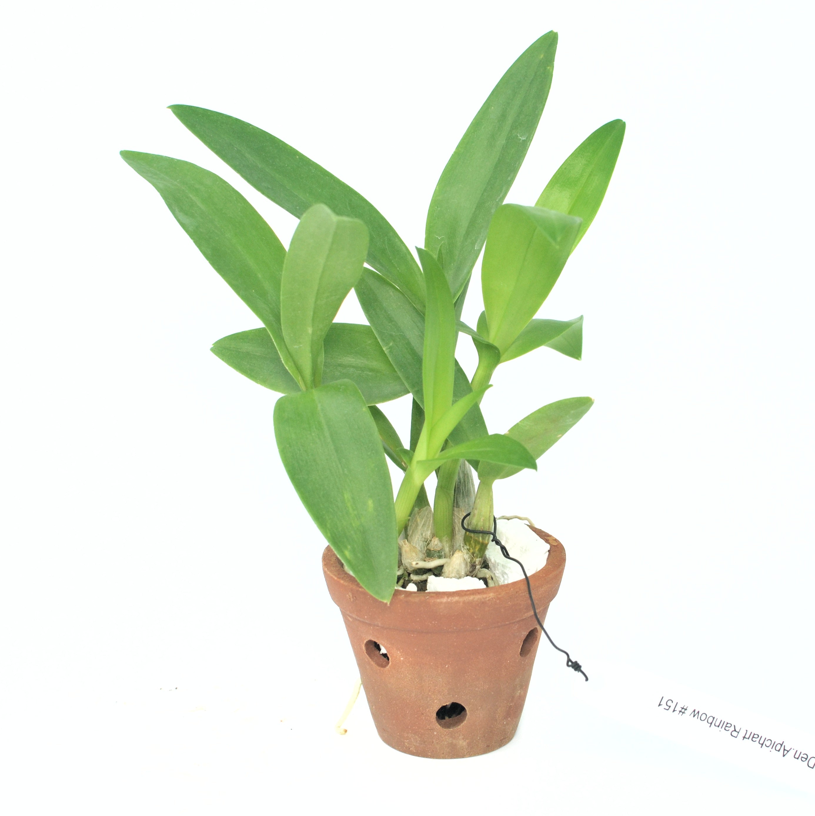 Dendrobium Apichart Rainbow