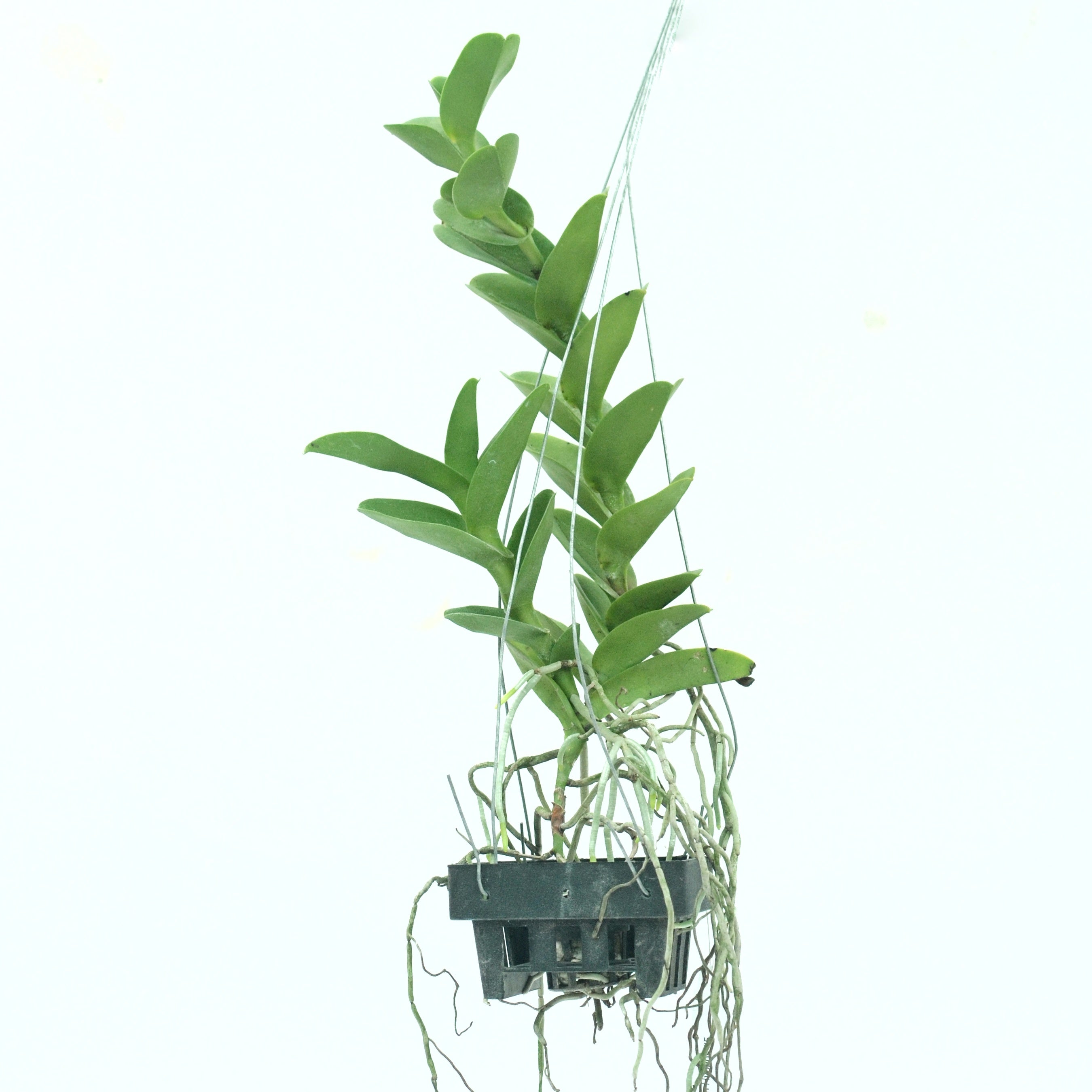 Trichoglottis Brachiata Orchid Plant - Stunning Flowers with Elongated Petals and Vibrant Colors