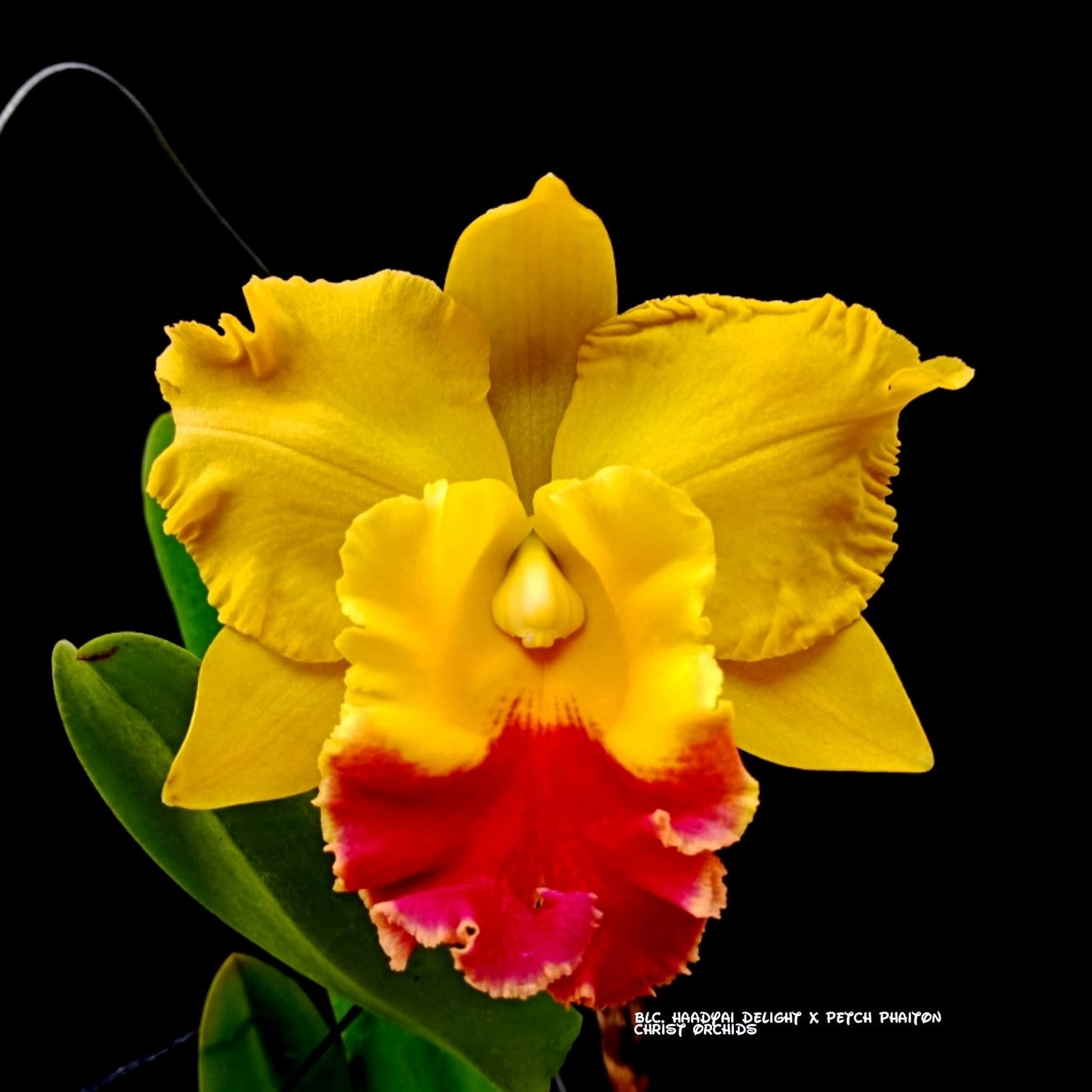 Rhyncholaeliocattleya Paithoon Delight