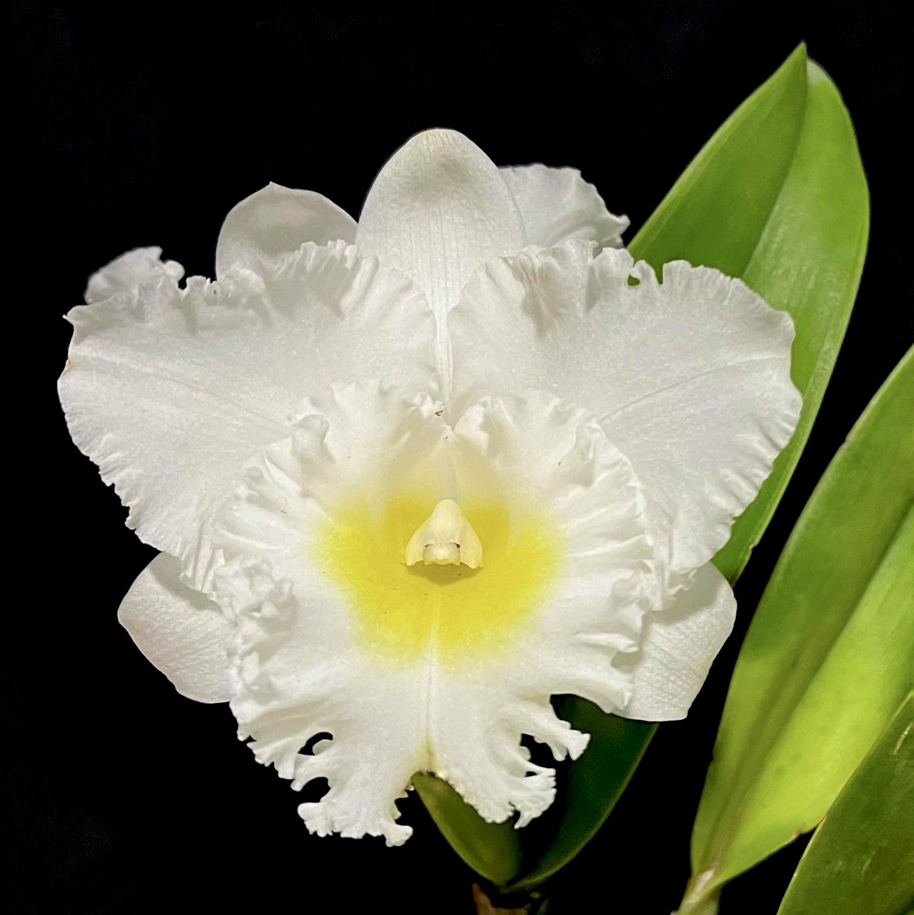 Rhyncholaeliocattleya Phonnapa