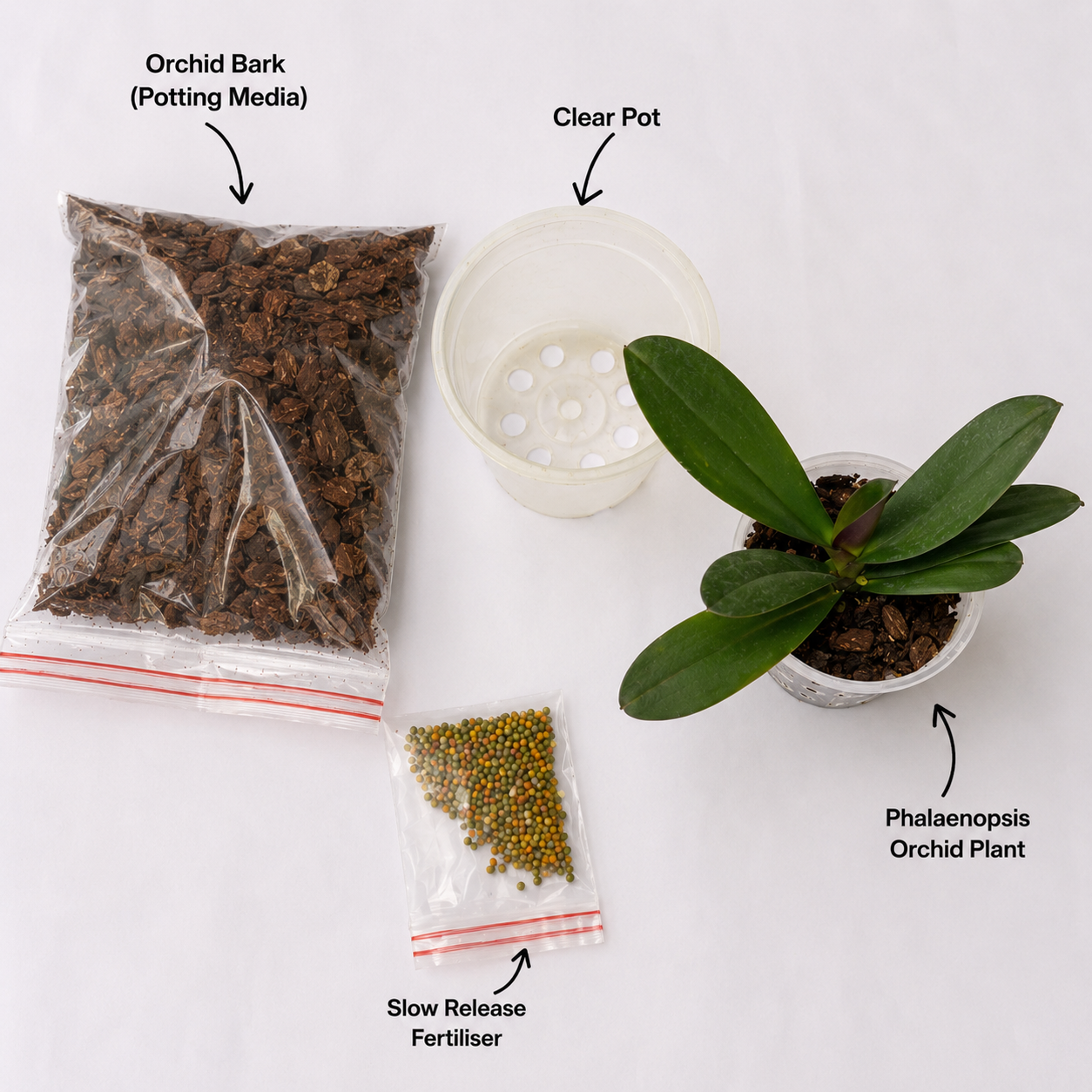 Easy-to-grow Phalaenopsis Orchid Starter Kit repotting guide showing how to repot a healthy Phalaenopsis orchid in a clear pot with orchid bark and slow-release fertilizer, perfect for beginners.