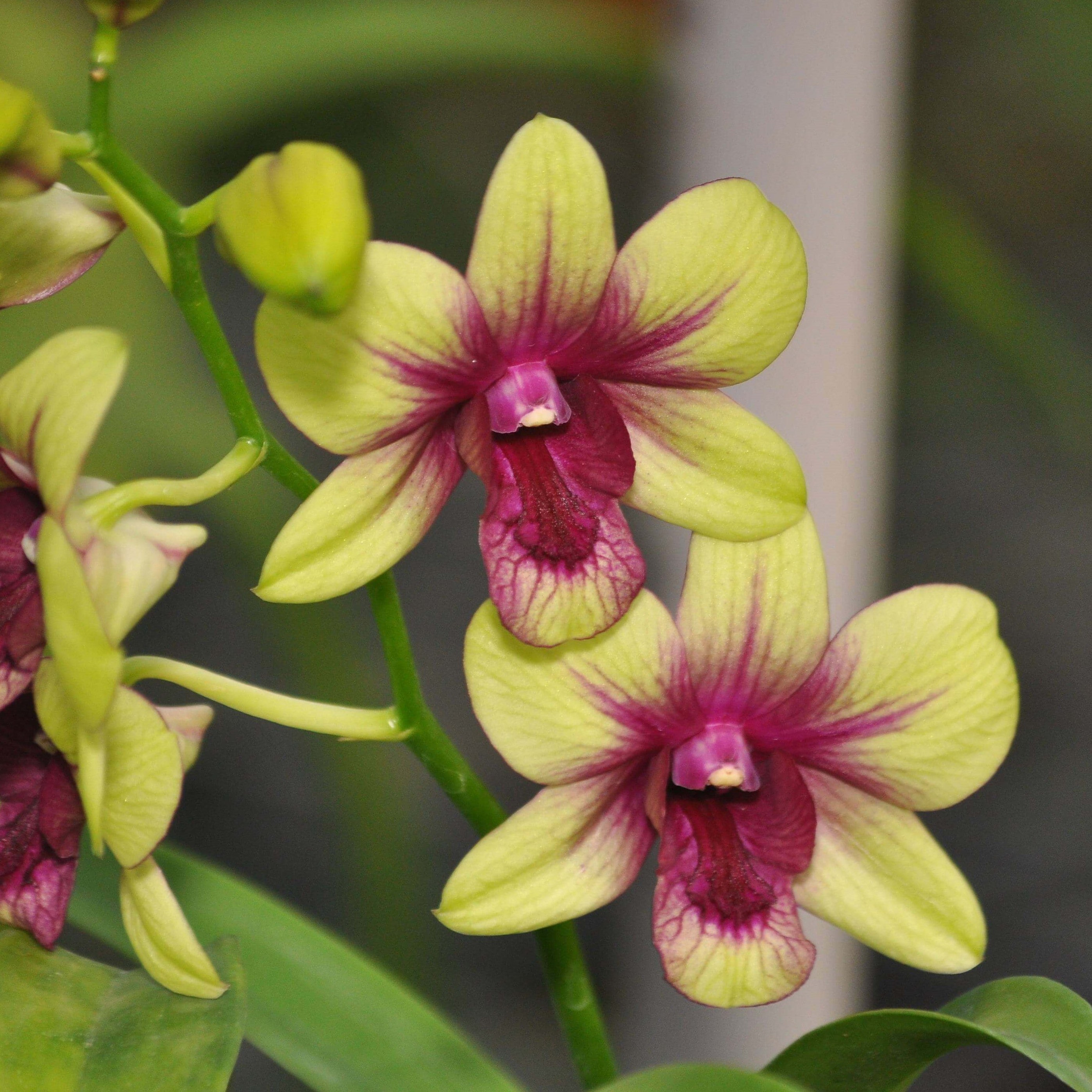 Dendrobium Burana Green Star