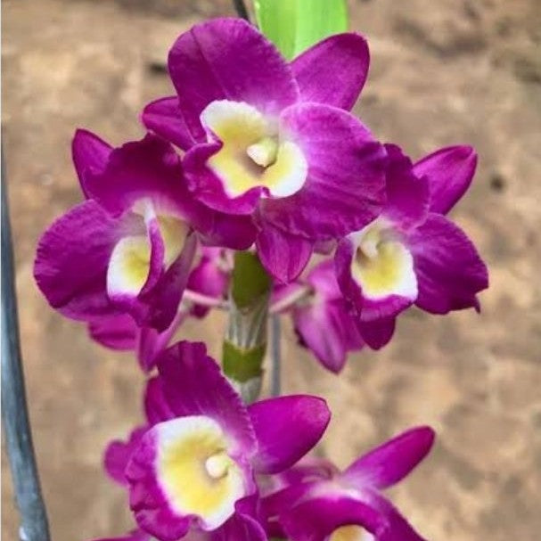 Dendrobium Nobile Redriver