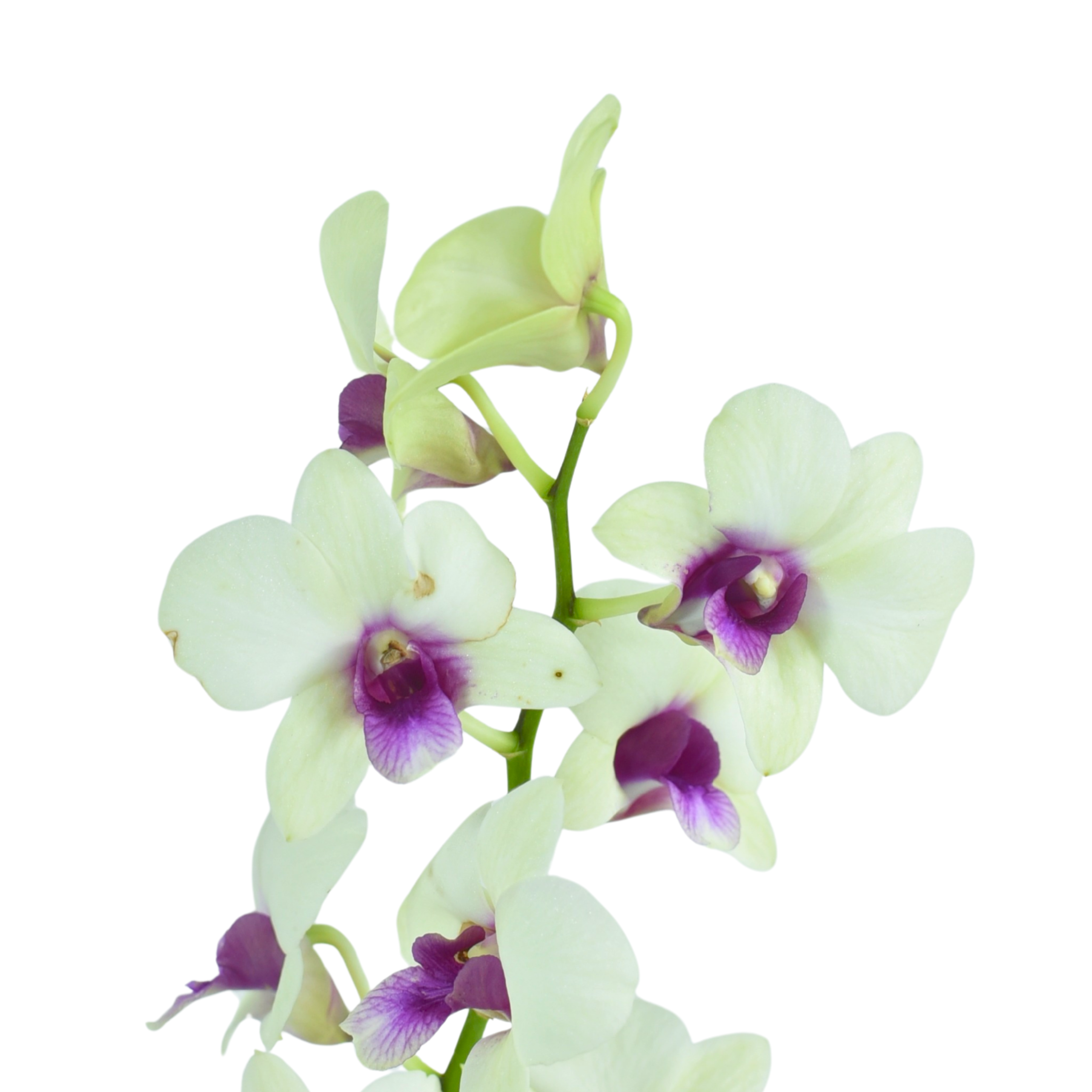 Dendrobium Jade Junior