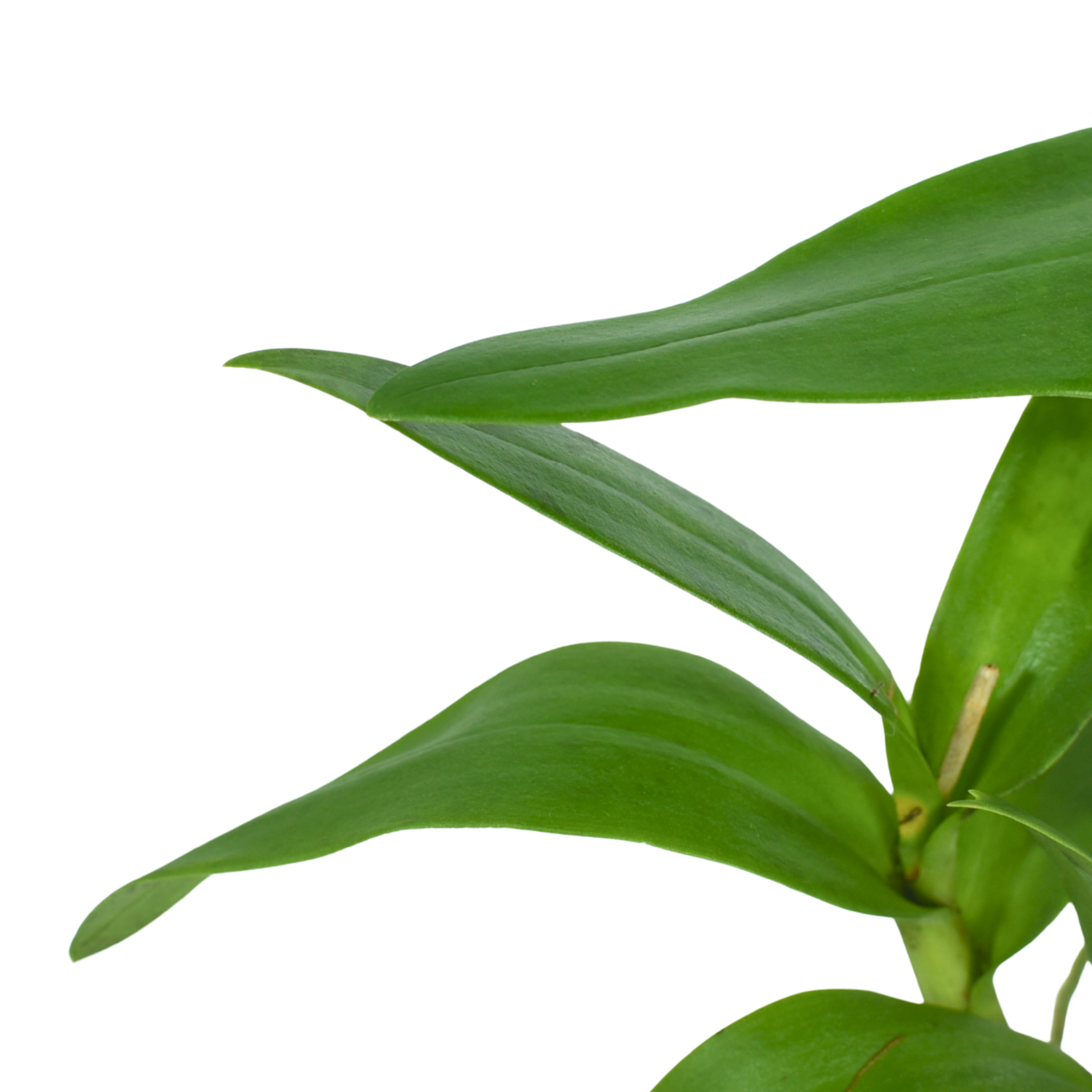 Dendrobium Jade Junior