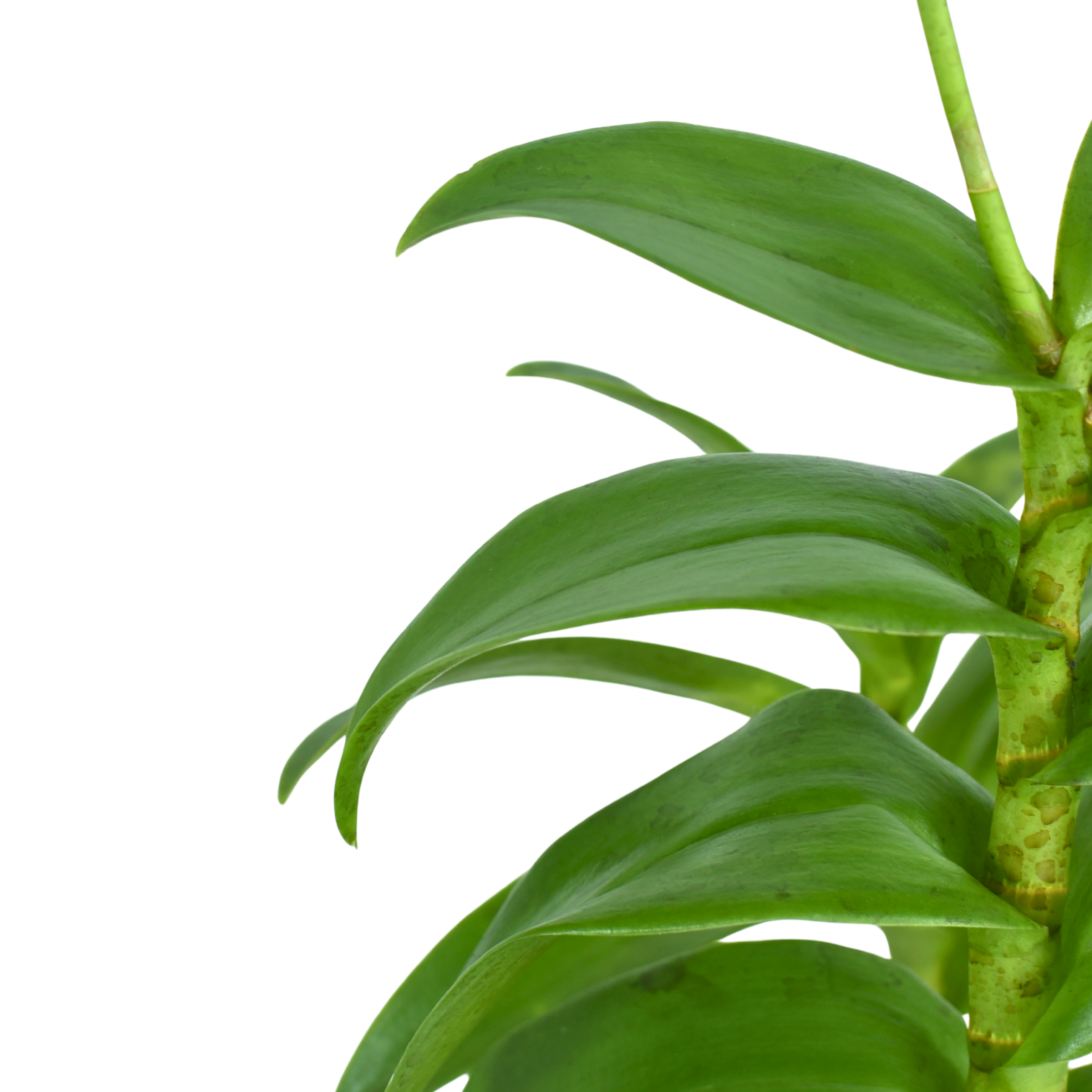 Dendrobium Areedang Green