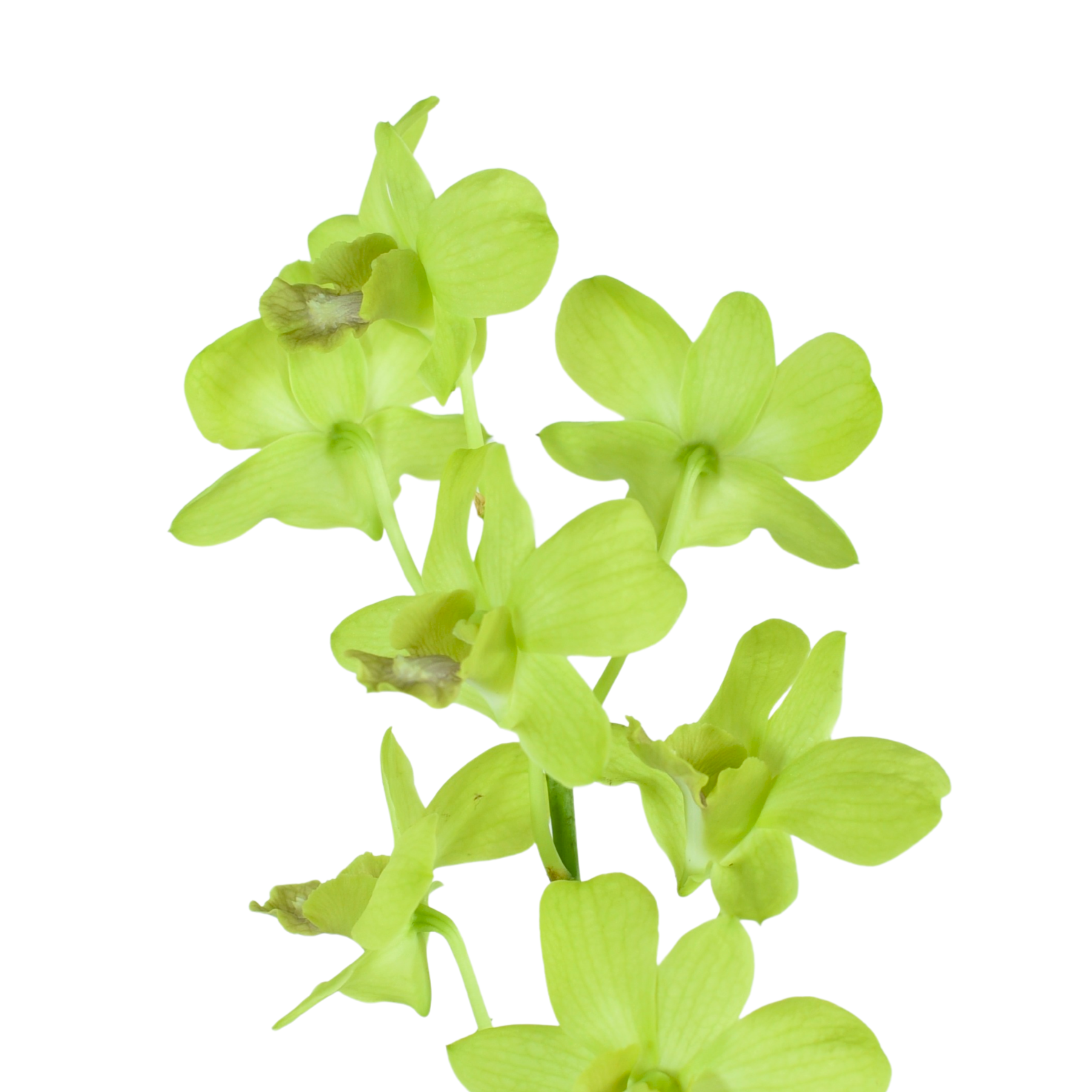 Dendrobium Areedang Green