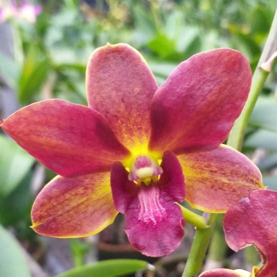 Dendrobium Sampran Brown x Thongchai Gold
