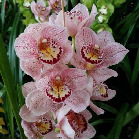 Cymbidium Solana Rose