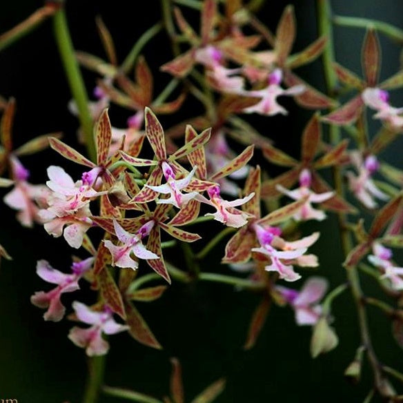 Epidendrum Stamfordianum ‘Pink Lip’