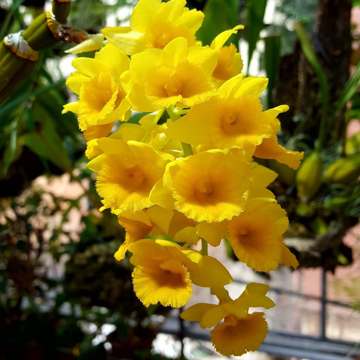 Dendrobium Densiflorum