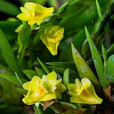 Dendrobium Anceps
