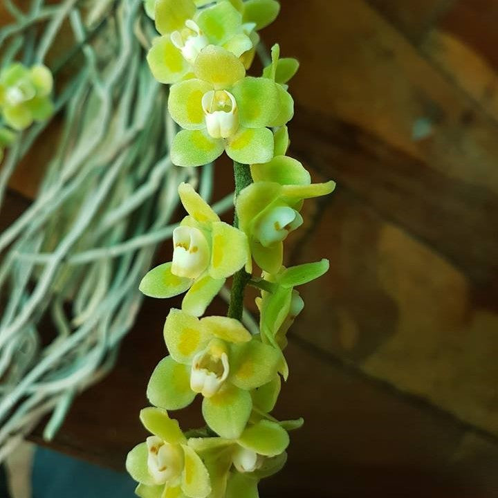 Chiloschista parishii 'Suanphueng'