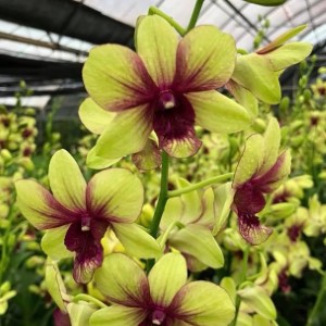 Dendrobium Anching Rubug x Uraiwan Mayneal