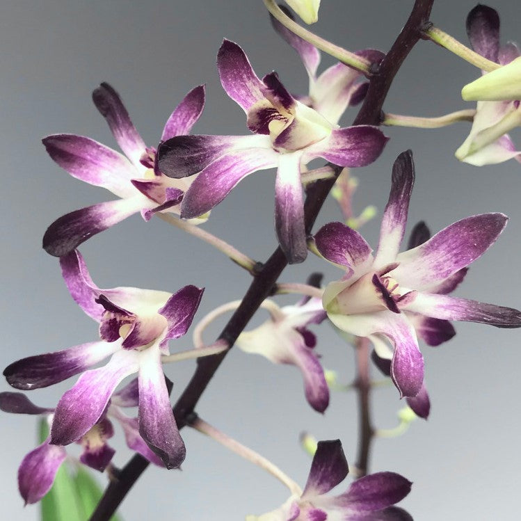 Dendrobium Tinkel Blue
