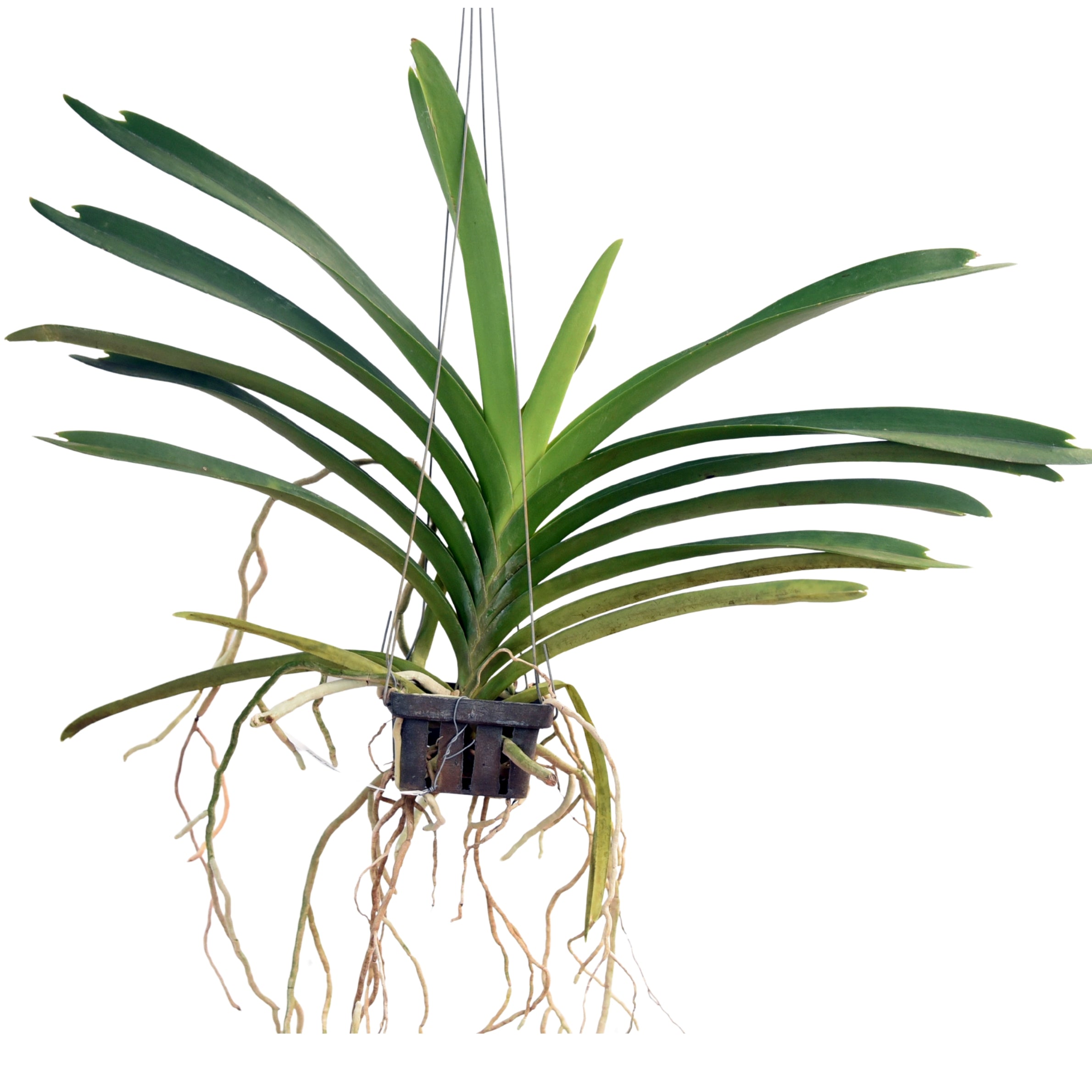 Vanda Yellow Butterfly orchid plant with healthy strap shaped foliage, strong aerial roots, and vigorous tropical orchid growth suitable for hanging orchid displays, greenhouse collections, Orchid Plants Online India, exotic Vanda orchid collections, indoor orchid growing, tropical balconies, and customers searching for premium live orchid plants online in India with safe delivery and free shipping.