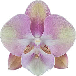 Phalaenopsis Venetian Carnival
