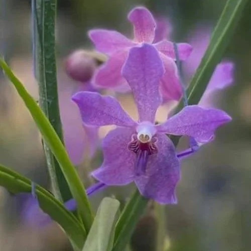 Paraphalaenopsis laycokii x Vanda Chulee