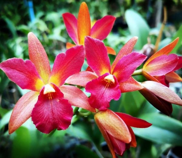 Cattlianthe Why not Orange