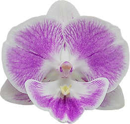 Phalaenopsis Xanadu