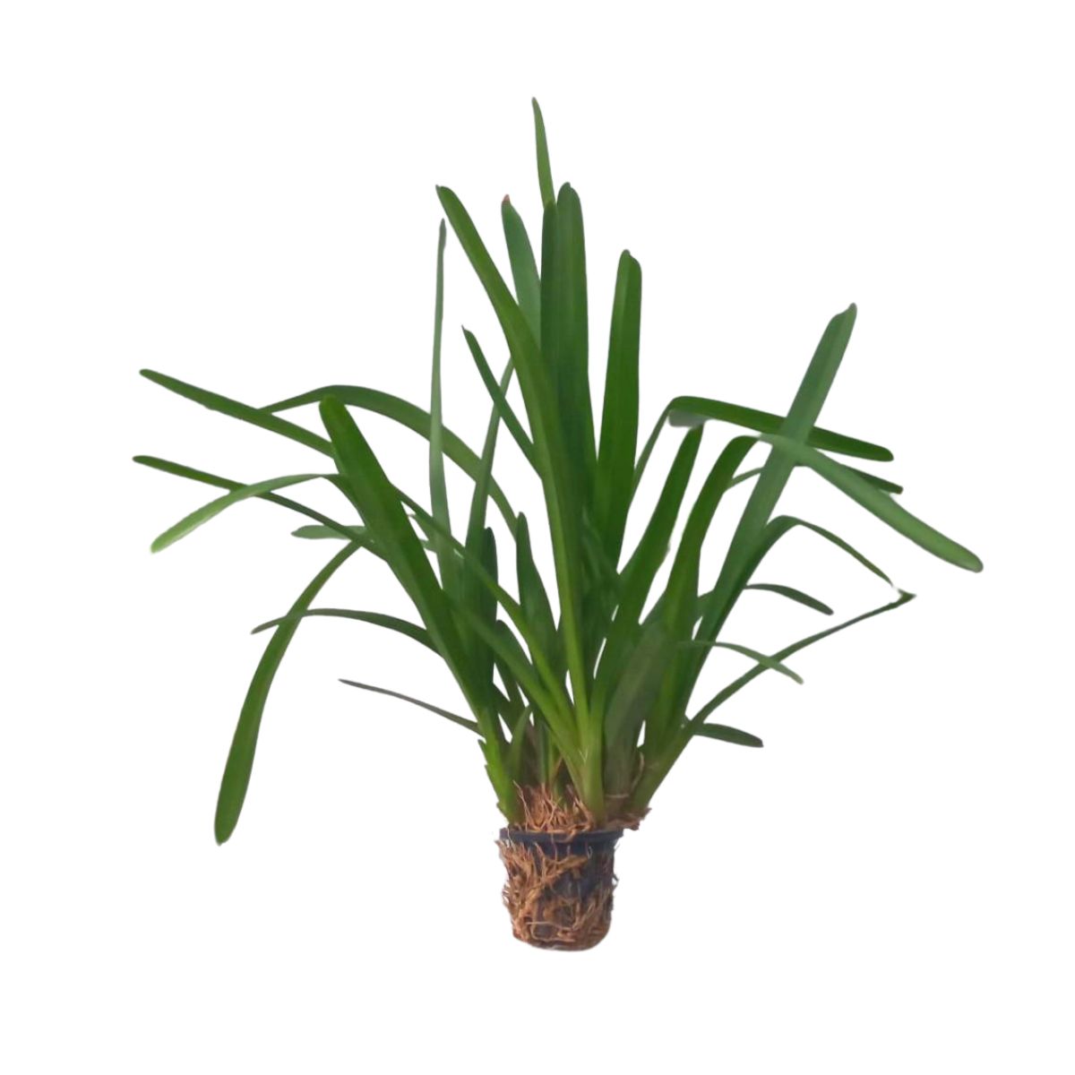 A blooming Cymbidium Aloifolium Yellow orchid plant showcases its stunning beauty and vibrant yellow flowers. The plant typically features multiple stems, each adorned with clusters of blooming flowers. The flowers have multiple petals in a bright yellow color, creating a striking visual display.