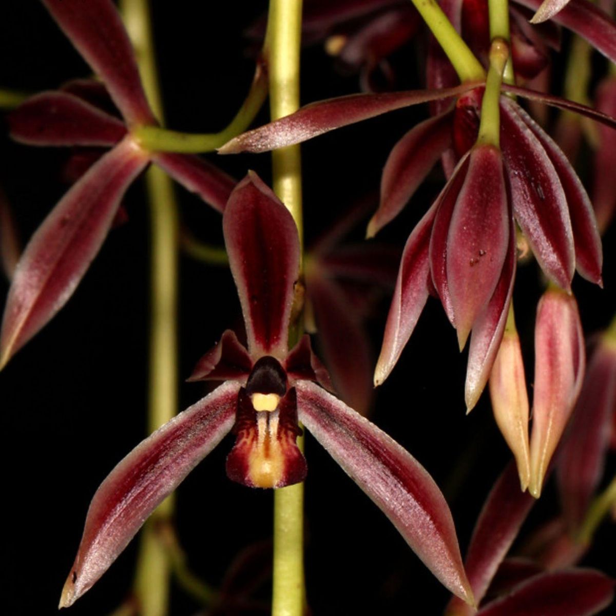 The Cymbidium Dayanum Red orchid flower is a captivating sight with its vibrant red color. The petals of the flower are typically large and wide, showcasing a rich and intense shade of red. The petals may have a slightly wavy or ruffled appearance, adding texture and depth to the bloom.