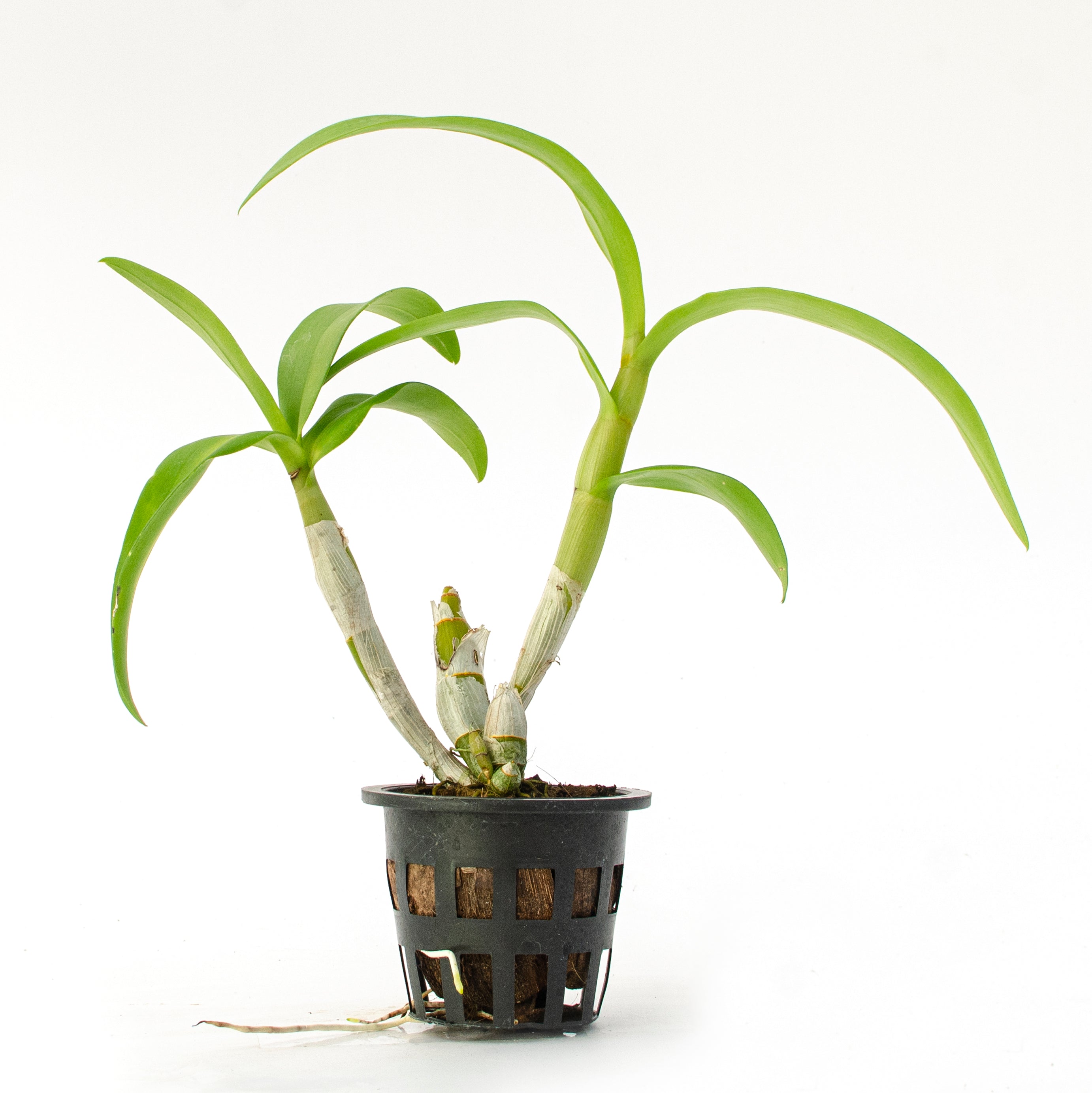 Enhance your collection with the exquisite Dendrobium Blue Planet orchid. This live orchid plant boasts stunning blue flowers and a graceful presence. Perfect for both experienced orchid enthusiasts and beginners, this plant is a true gem