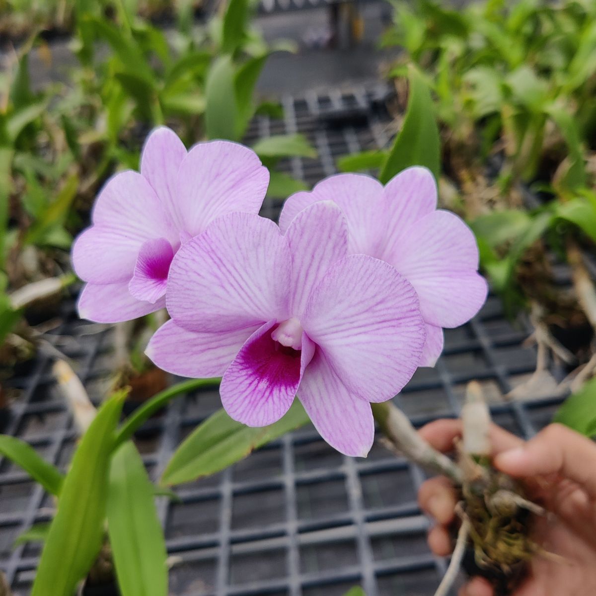 Dendrobium Burana Pink Stripe orchid with beautiful pink striped petals and vibrant green leaves