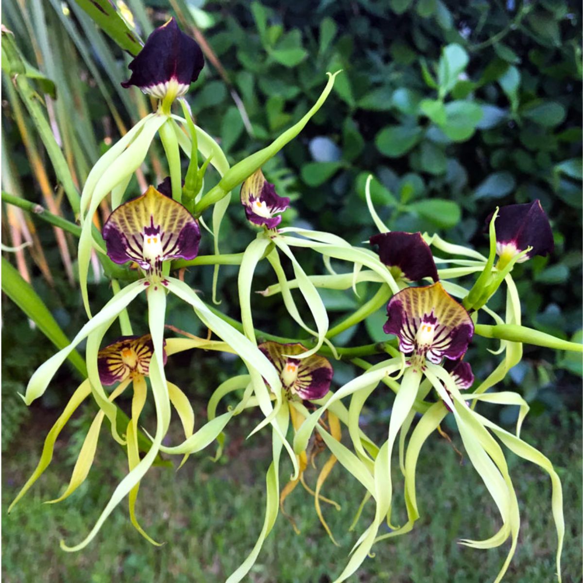 Encyclia cochleata Prosthechea cochleata flower showing its distinctive twisted spider-like blooms, exotic orchid available online in India