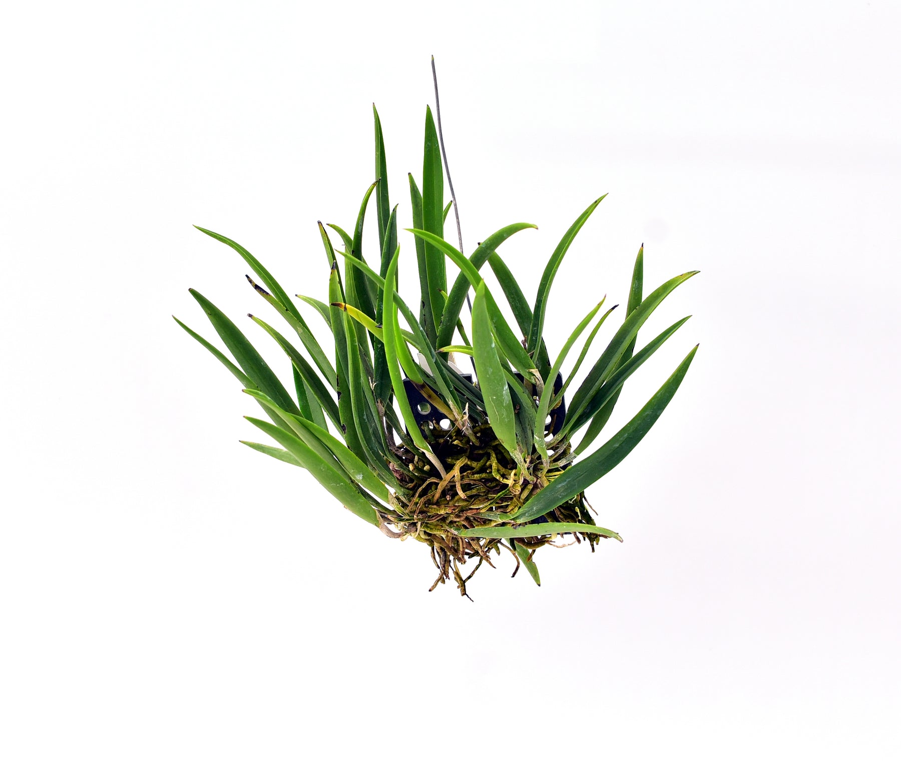 Epidendrum Tampensis x BC YN Emerald Orchid - Blooming Size Plant for Instant Beauty and Striking Blooms