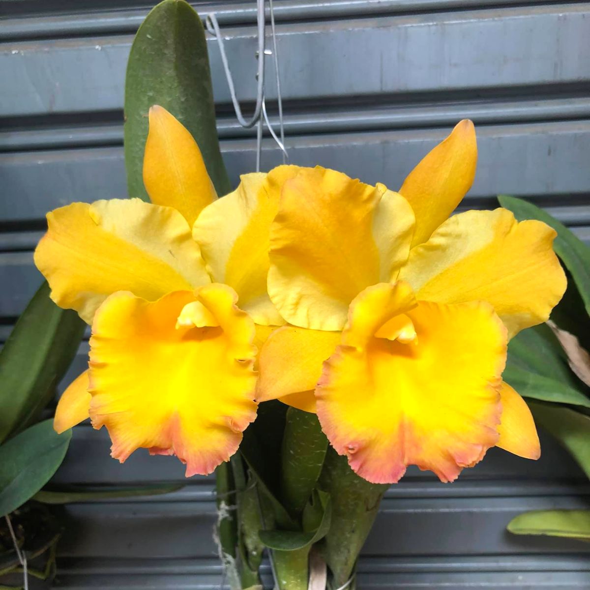 Rhyncattleanthe Moon Star orchid with large golden-yellow flowers, beautifully shaped Cattleya alliance blooms, rare flowering orchid plant, premium orchid plants online in India, exotic orchids from Click Orchid with free shipping and doorstep delivery.