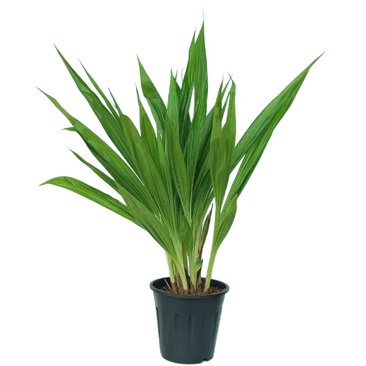 When the Spathoglottis White Red Lip orchid is in bloom, you can expect to see medium-sized flowers with pristine white petals and a striking red lip or labellum. The contrast between the white petals and the red lip creates a visually captivating display.