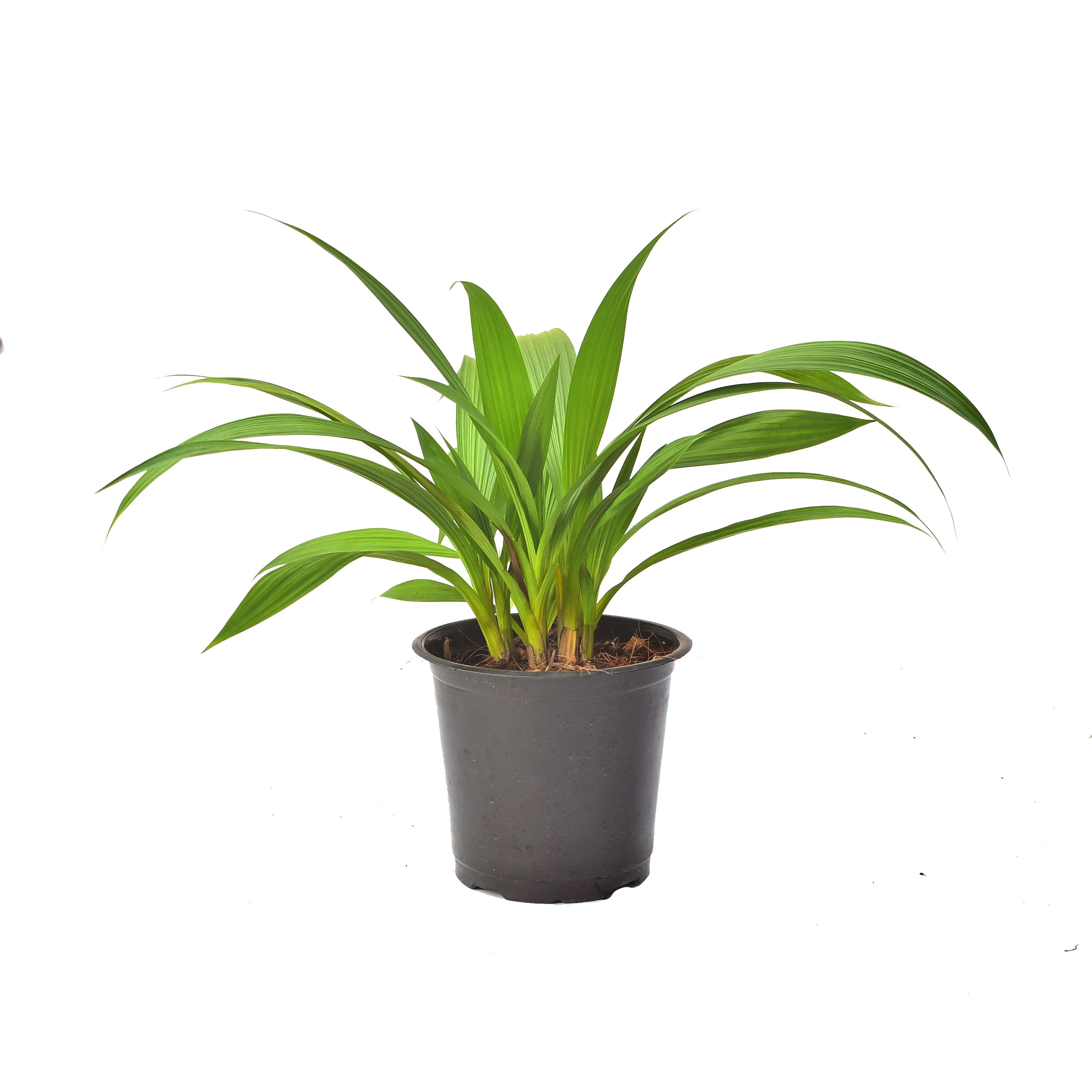 Spathoglottis Fancy Peach Yellow Orchid Blooming Size Plant - Lush Orchid Blossoms in Full Bloom, Radiating Elegance and Vibrant Colors