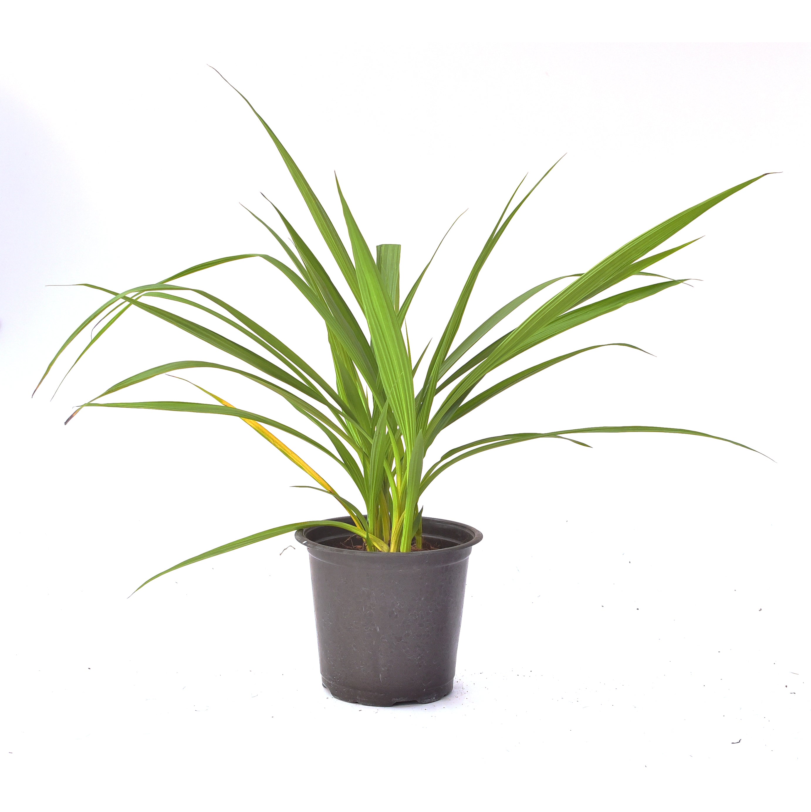 Blooming Size Spathoglottis Purple Sky Orchid Plant: Radiant and Resplendent Beauty for Your Garden