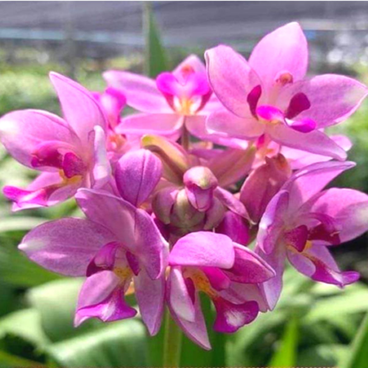 Spathoglottis Purple White Sweet orchid flower with soft purple and white tropical blooms, elegant flowering spikes, and exotic ground orchid beauty ideal for orchids online India, Orchid Plants Online India, tropical flowering orchids, and premium orchid collections.