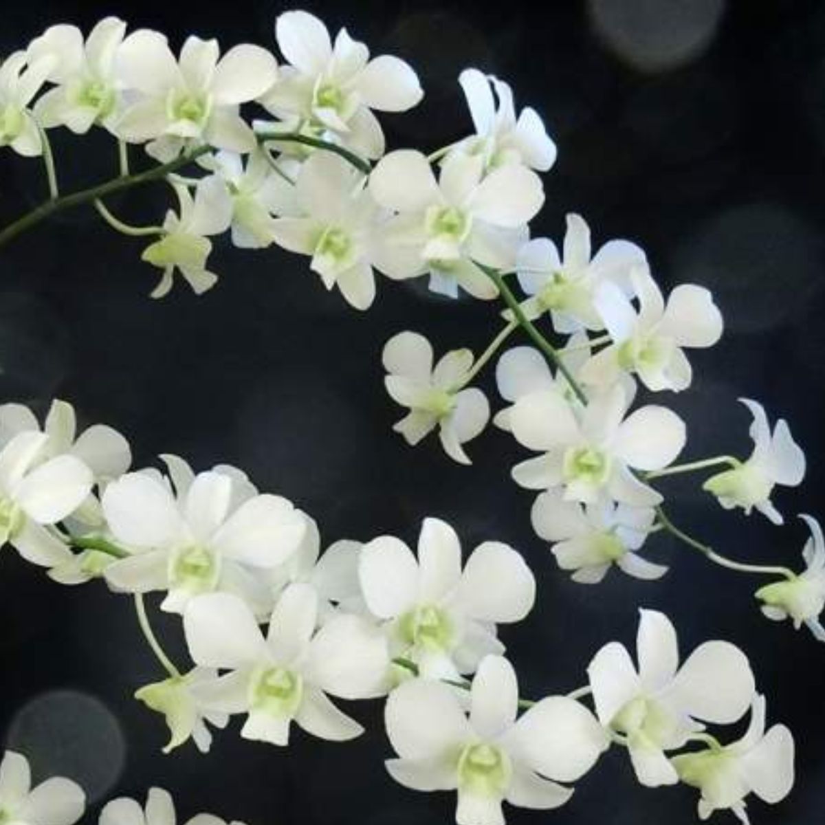 Dendrobium Emma White Orchid - Pristine White Blooms and Graceful Arching Stems