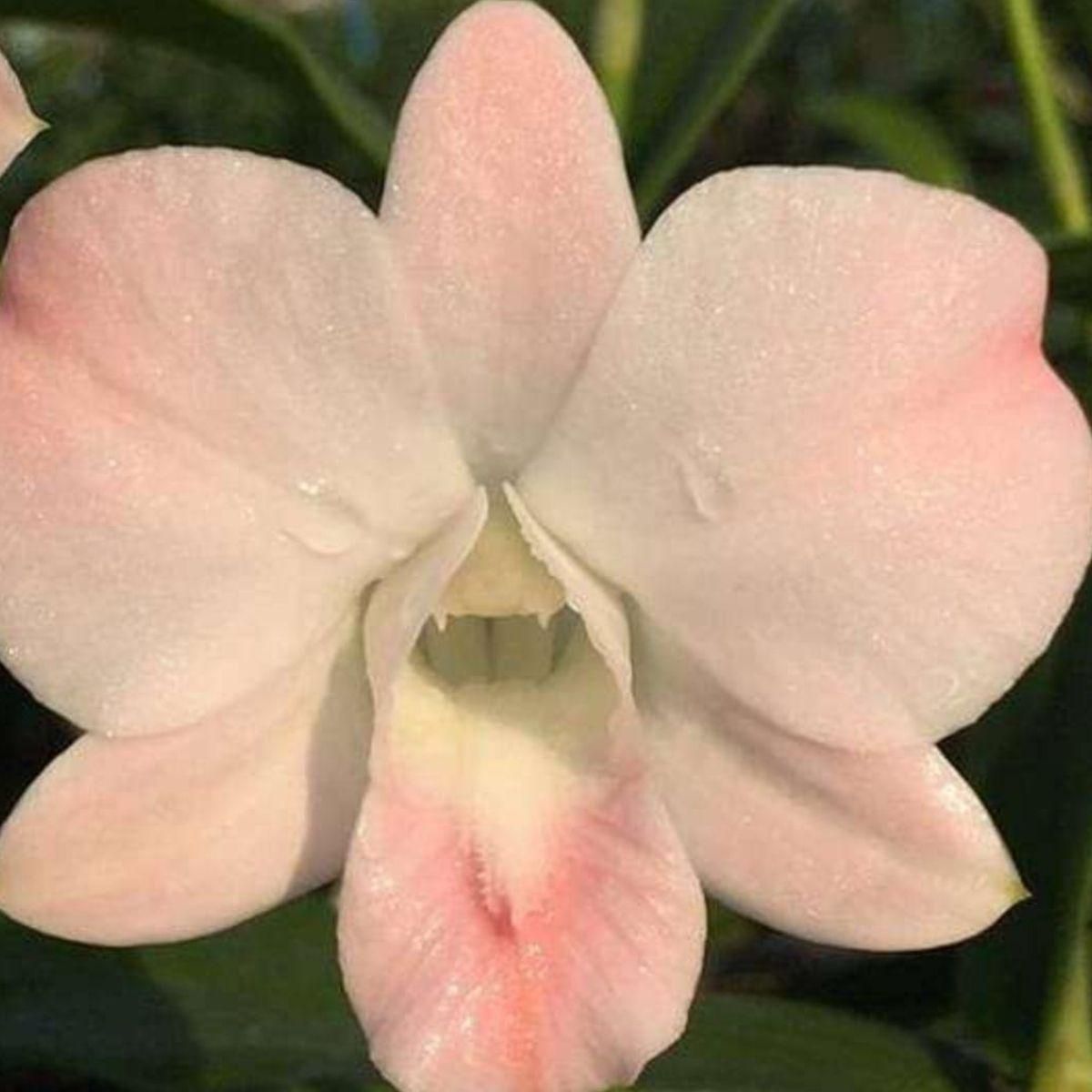 Dendrobium Peach 28 Orchid - Delicate Peach-Colored Blooms and Graceful Stems