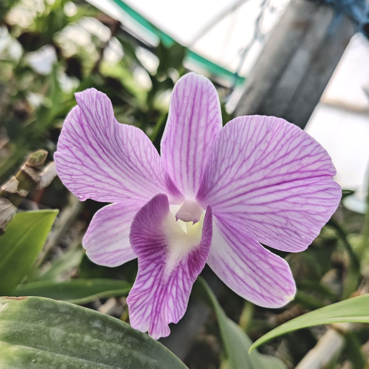 Den. Burana Pink x Compactum Orchid - Delicate Pink Blossoms with Intricate Patterns
