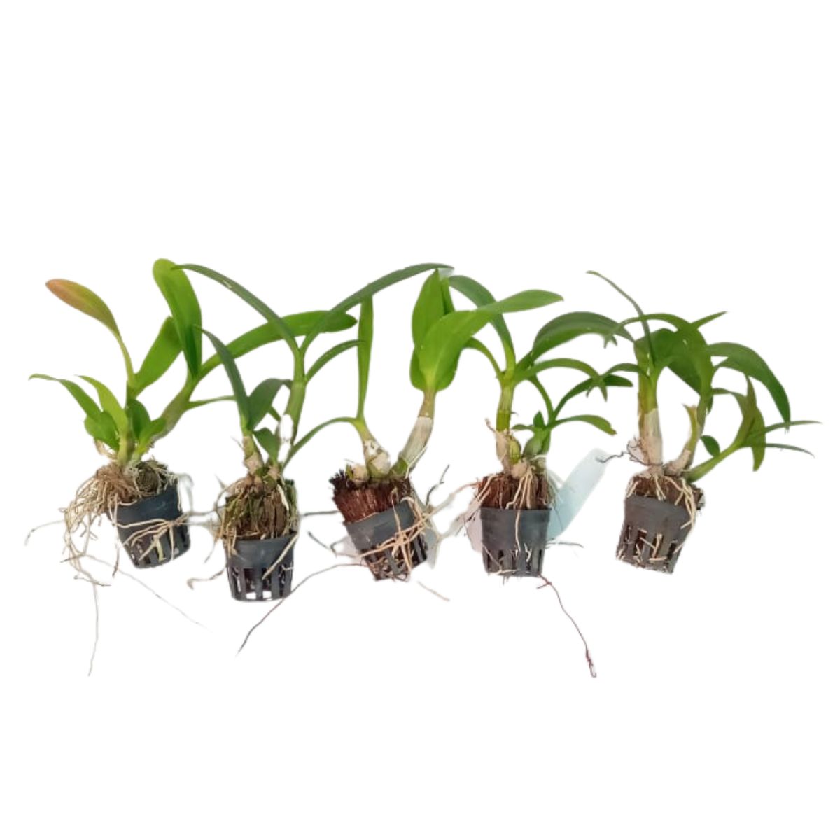 These orchids showcase a diverse range of colors, patterns, and forms, offering a captivating display of natural beauty.
