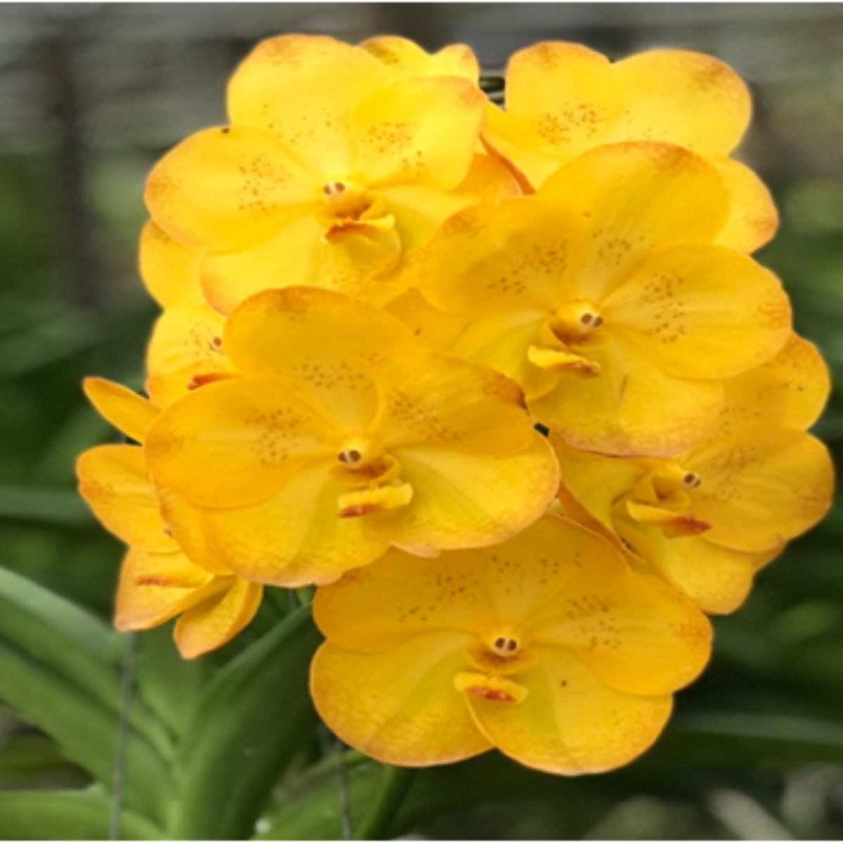 Vanda Boonyarit Pastel-23 Orchid - Delicate pastel blooms with graceful petals and captivating beauty